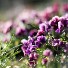 Схема вышивки «цветы»