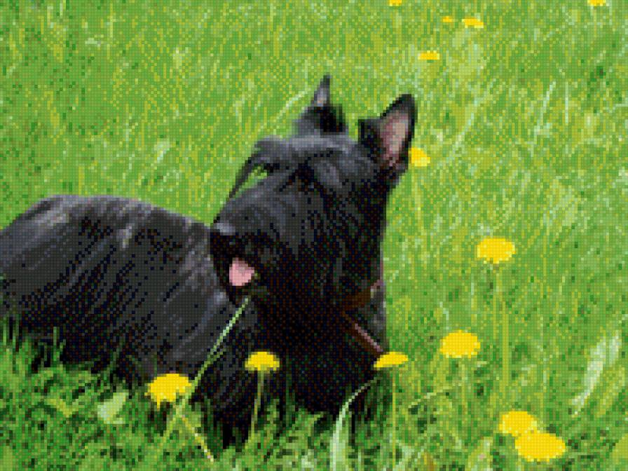 Моя любимочка - любимая, жаклин, скотч - предпросмотр