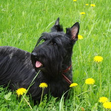 Схема вышивки «Моя любимочка»