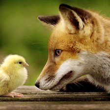 Схема вышивки «цыпа»