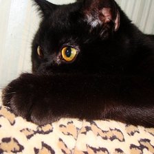 Схема вышивки «Яхонт»