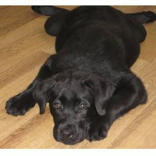 Схема вышивки «Бесёныш»