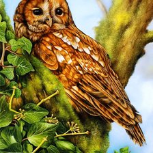 Схема вышивки «сова»