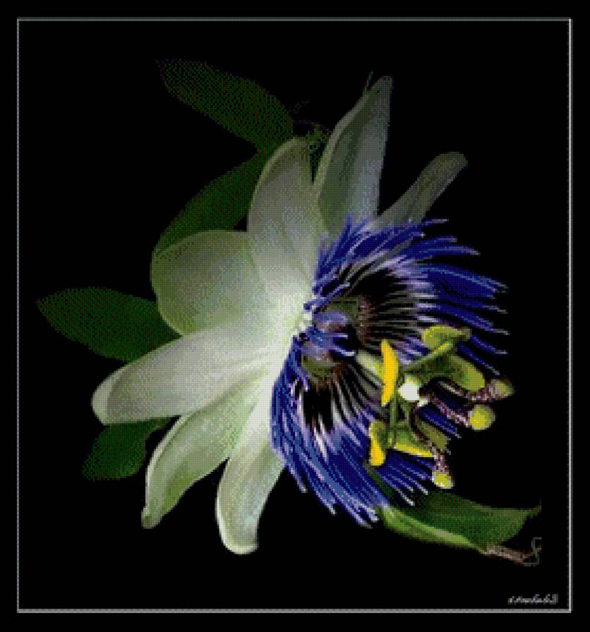 Пассифлора - страстоцвет, цветок, подушка, кавалерская звезда - предпросмотр