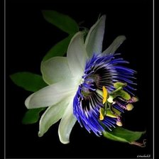 Пассифлора