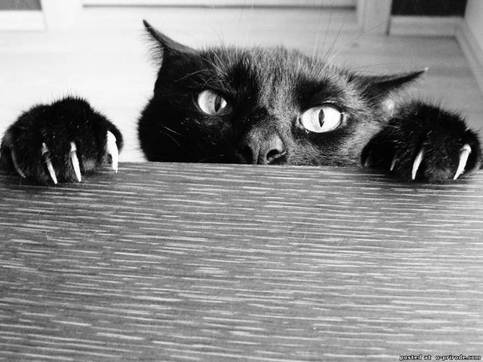 котяра - оригинал