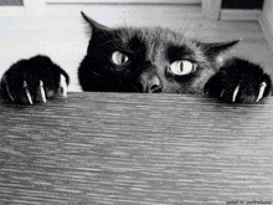 котяра - предпросмотр