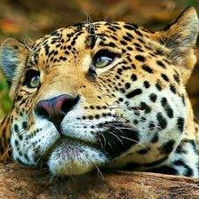 Схема вышивки «леопард»