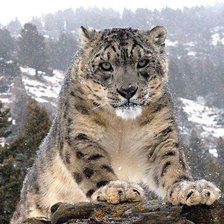 Схема вышивки «барс»