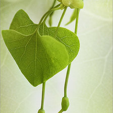 Схема вышивки «Листва»