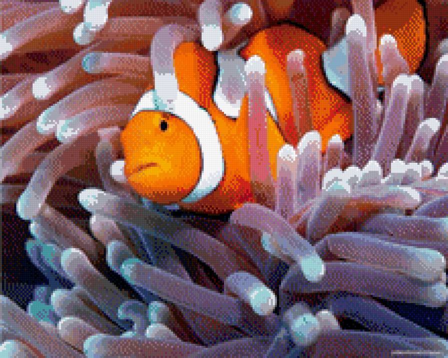 Рыбка клоун - море, рыбы - предпросмотр