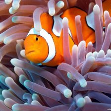 Схема вышивки «Рыбка клоун»