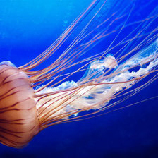 Схема вышивки «Медуза»