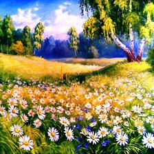 ромашковое поле