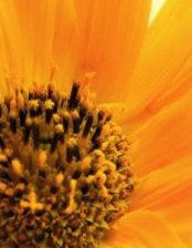 подсолнух.ч.1