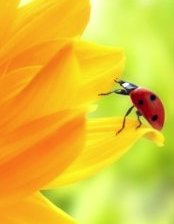 Схема вышивки «подсолнух.ч.2»