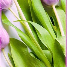 тюльпаны. ч.2