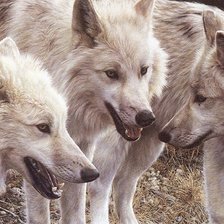 Схема вышивки «Волки»