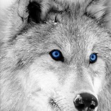 Схема вышивки «Волк»