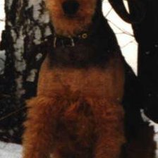 Схема вышивки «Рона»