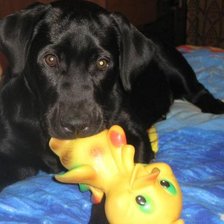 Схема вышивки «Бэсси»