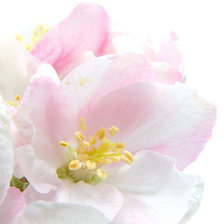 Триптих весна (левая часть)