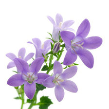 Схема вышивки «триптих весна (середина)»