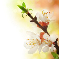 Схема вышивки «триптих весна (правая часть)»