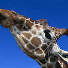 Схема вышивки «жираф»