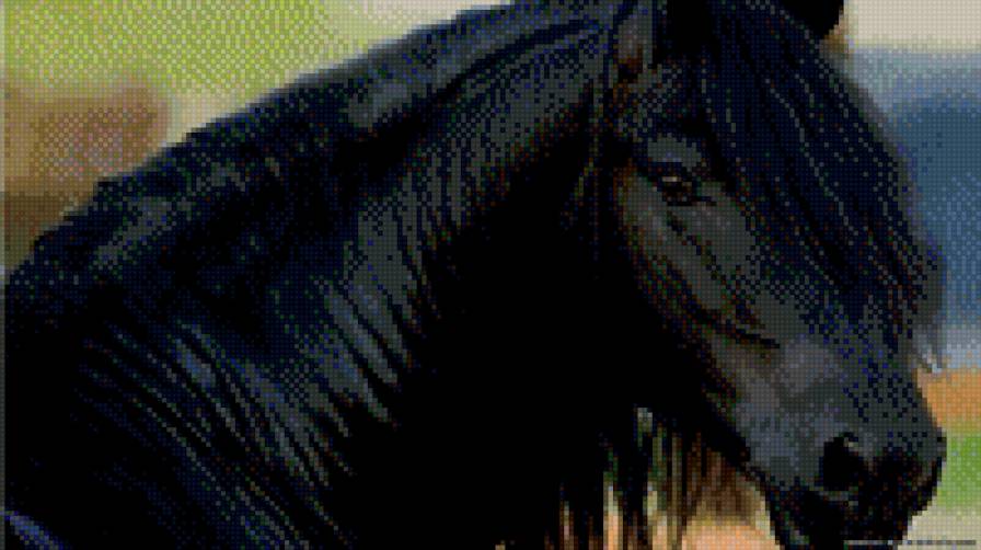 Черная лошадь - предпросмотр