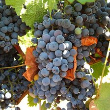 Схема вышивки «виноградные гроздья»