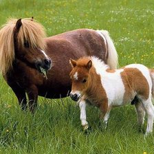 Милые лошадки