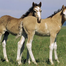 Схема вышивки «Пара лошадок»