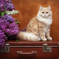 Схема вышивки «Котик и сирень»