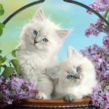 Схема вышивки «Котята среди сирени»