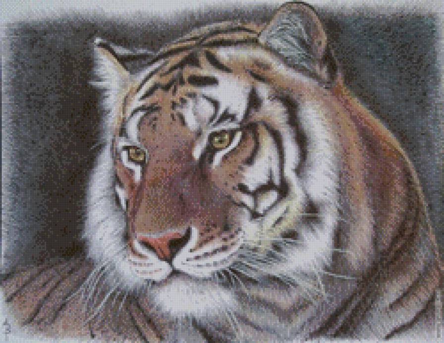 Тигр - животные, хищник, тигр - предпросмотр