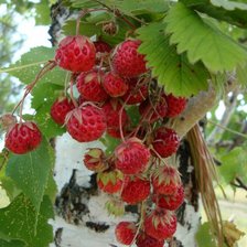 Схема вышивки «ягоды»