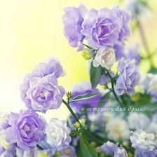 Схема вышивки «сиреневые цветы»