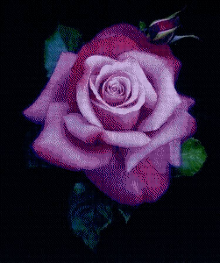 сиреневая роза - роза - предпросмотр