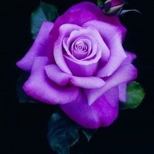 Схема вышивки «сиреневая роза»