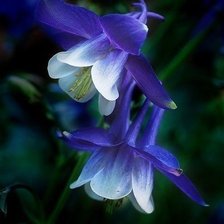 Схема вышивки «цветы»