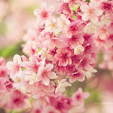 Схема вышивки «№711964»