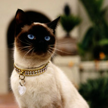 Схема вышивки «киса»