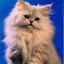 Схема вышивки «кисуля»