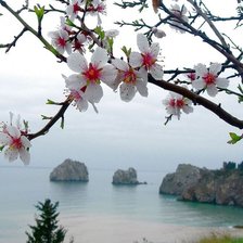 Схема вышивки «Ветка яблони»