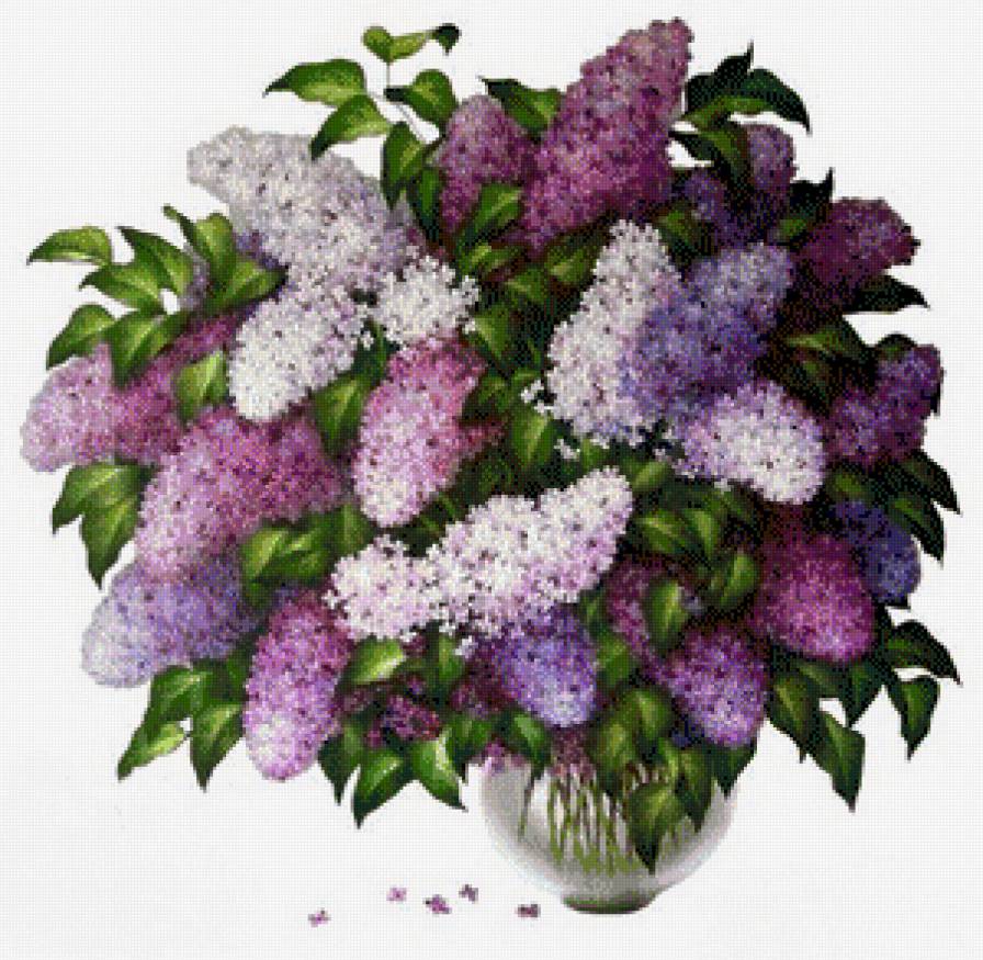 Букет сирени 2 - букет, сирень - предпросмотр