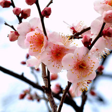 Схема вышивки «Ветка сакуры 3»