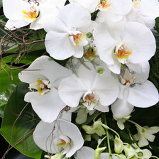 Схема вышивки «Орхидеи»