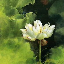 Схема вышивки «Лотос»