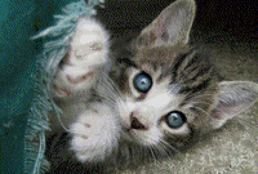 №712652 - кошки, котенок, звери, животные - предпросмотр